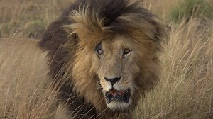 2M views · 4.6K reactions | Scarface and his coalition roam the Mara, protecting one of the most lethal prides in the land. | Safari Live | Facebook