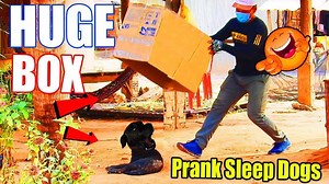 Huge Box vs Prank Sleep Dogs Super Funny - Must Watch Most Funny Video Prank Dog | SRTV Club