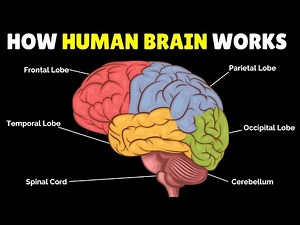 🧠 How the human brain works | Learn Brain Structures and Functions #kids #science #education