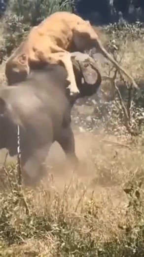 BUFFALO’S Turns the TABLE ON LIONS: #Shorts #Wildlife #Lions #CapeBuffalo #Nature #AnimalFights