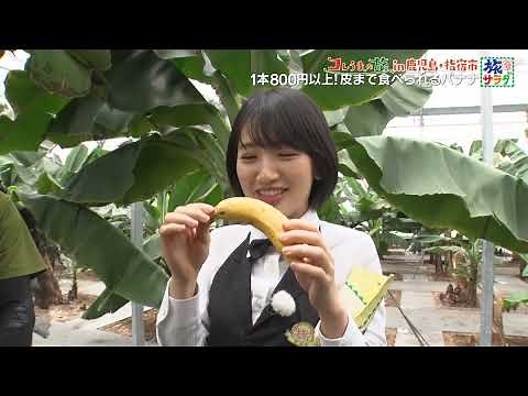 皮ごと食べられる「神バナナ」！鹿児島県・指宿市【旅サラダマルシェ】