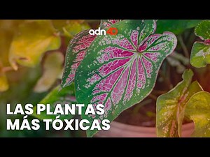 ¿Alucinación o toxicidad? Estas son las plantas más tóxicas de México