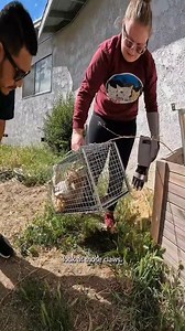 Feral Cat Rescued | Guardian Angels Cat Rescue & Adoption Shelter
