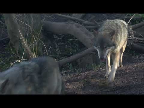 WOLVES UP CLOSE