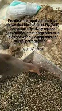 BSF Larvae can effectively replace conventional protein ingredients in pig feed #pigfeed #bsflarvae