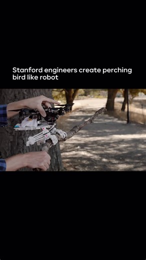 Artificial Intelligence & Technology on Instagram: "Stanford’s perching bird robot, SNAG (Stereotyped Nature Inspired Aerial Grasper), mimics peregrine falcons to fly, perch, and grab objects, using 3D printed, falcon like legs with motors as muscles and fishing line for tendons, featuring an ankle mechanism that absorbs landing impact and converts it into a strong grip, allowing it to perch on complex surfaces for environmental study. Media: Stanford Follow @achieving.ai for more on Artificial
