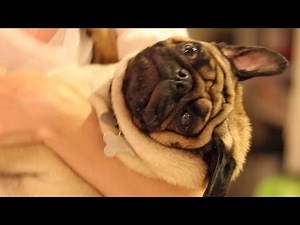 Proof Pugs Are The Most Majestic Dogs