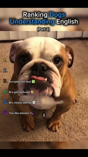 Ranking the dog understanding english