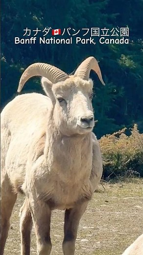 Banff National Park 🇨🇦バンフ国立公園 #カナダ #travel #海外一人旅 #canada #banff #wildlife #野生動物