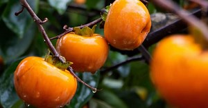 7 benefícios do caqui para a saúde