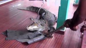 Watch: Spinning crocodile fights capture attempts