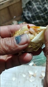 Stuck baby chicken hatching #shorts