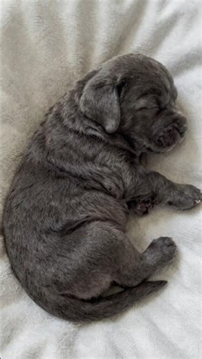 Charcoal Labrador Evolution: From Cute Puppy to Power! 🐾🔥