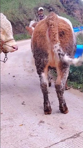 Daily life diary of a rural cattle farmer #240