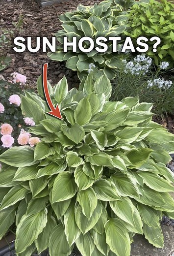 Sun-Tolerant Hostas: Favorites for Bright Gardens