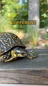 A Very Special Turtle & Her Very Special Baby ❤️ Meet a little Florida box turtle that was produced by a very special female turtle that once belonged to the famous turtle biologist Dr. Peter Pritchard. This baby turtle is only a few days old but will soon grow to a juvenile size, and the turtle’s coloration helps it blend in with its natural environment. We also reflect on a quote from Dr. Pritchard about how turtles have found a way to ‘make it’ since the time of the dinosaurs, which is quite 