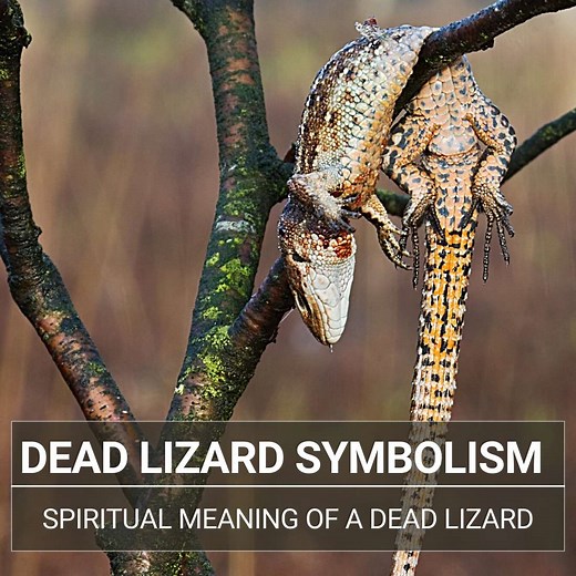 Dead Lizard Symbolism: Uncover Its Spiritual Meaning
