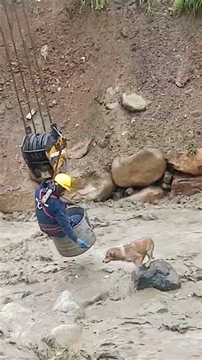 1.3M views · 44K reactions | The two most stressful and most incredible dog rescues ever ❤️ | The Dodo | Facebook