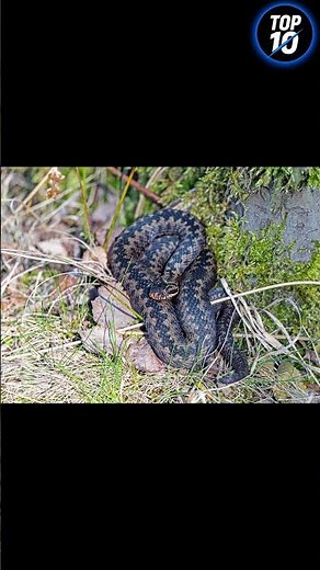 Ce serpent vit peut-être dans ton jardin 🐍 #2