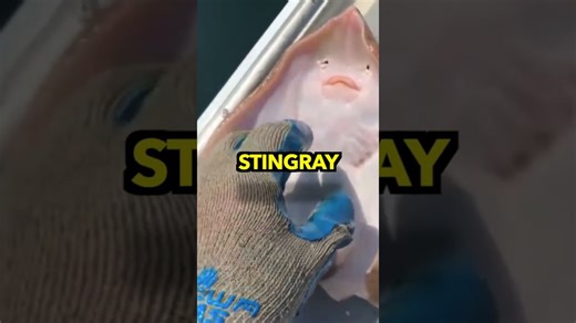 What can happen when humans attempt to tickle stingrays