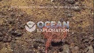 441K views · 27K reactions | During the #Okeanos 2016 Deepwater Exploration of the Marianas, on more than one dive, we encountered fish like this one. While their common name is actually “bat fish,” their appearance led our scientists to dub them “pizza fish.” Happy #NationalPizzaDay! | NOAA Ocean Exploration | Facebook