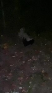 1.6K views · 32 reactions | Facts about the Striped Skunk They are...