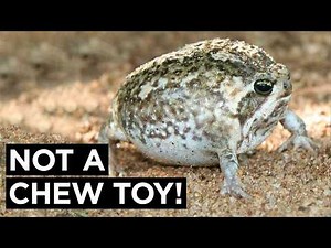 Desert Rain Frog: The Cute Frog That Sounds Like a Squeaky Toy