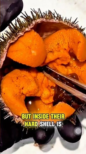 What Happens When You Open a Sea Urchin?#SeaUrchin #OceanFacts #MarineLife #SeaAnimals #AnimalFacts