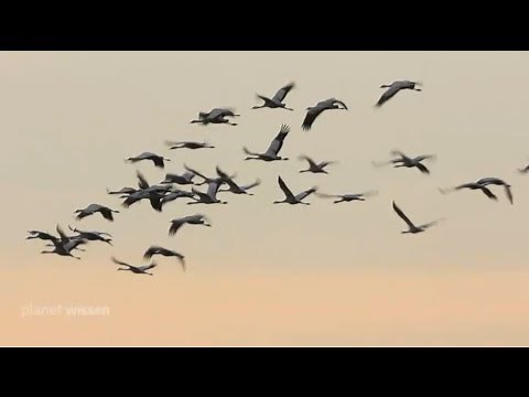 Planet Wissen - Vogelzüge