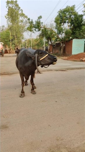 🦬 “Dangerous Buffalo Roar! Headphone Users BE READY 😨 | Real Buffalo Sound Short”