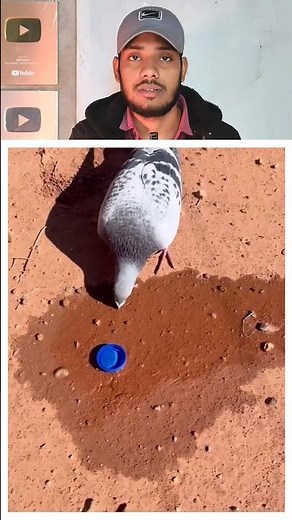 ছেলেটি মরুভূমির পায়রাটিকে পানি খাওয়াচ্ছে 🥹