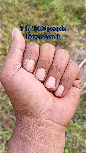 SUPER shiny blue beetle🪲🐞💖 #beetle #anyuniqueanimals #insects #wildlife