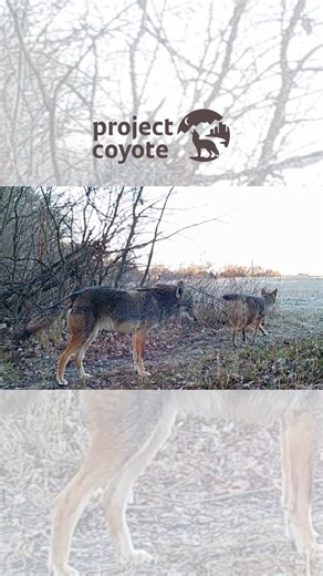 Meet coyote couple Boris and Natasha for today’s #TrailCamThursday! Since it’s coyote mating season (January–February), we’re highlighting this devoted mated pair. This video comes from Project Coyote’s Texas State Coordinator, Karin Saucedo, through Song Dog Watch, her long-running photography and education project documenting coyote families and helping communities coexist with this often-misunderstood canid. “I love this video,” says Karin. "This is Boris and Natasha, a long-time mated pair w