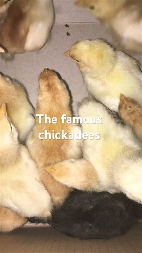 The famous chickadees ￼