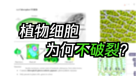 IG生物单元2 只存在植物的细胞器 Chloroplast, cell wall, vacuole