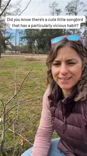 Here's a little story about the mole cricket and the loggerhead shrike (aka "butcher bird"). We might never walk through a local park the same way again! Brought to you by our Louisiana Treesilience Program: nature.org/louisianatreesilience. | The Nature Conservancy in Louisiana