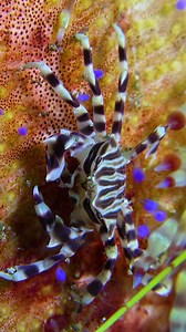 Zebra crab walking wp WpCdg #nature #Ocean #fish | PreeOcean