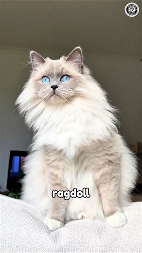 The Chillest Cat Breed Ever? Ragdoll Cats 🤯😍 #ragdollcat #cats