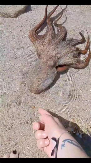 Octopus in Villasimius 🐙, Sardegna, Italy
