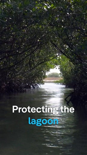 2.7K views · 52 reactions | Lake Somone, in #Senegal, has been classified as a protected marine area for around ten years. It’s #mangrove forests are a habitat for a vast array of species. The lagoon's mix of fresh and salt water creates a brackish environment - that's home to herons, cormorants and birds of prey. | DW Environment | Facebook