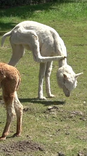 Alpaca scratching herself #alpaca #scratching #animals #white #whiteanimal #minizoo #cuteanimal #animal