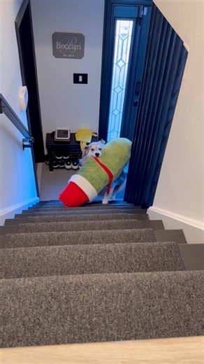 Genius! #bigpickle #dogs #smartdog #goberian | The Half Husky Bros