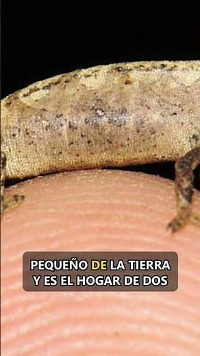 ¿POR QUÉ MADAGASCAR ES TAN DISTINTA?