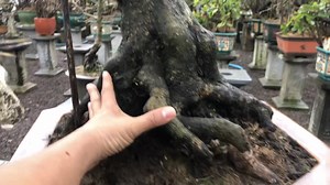 30K views · 314 reactions | Báo giá 3 cây bonsai lớn anh em hộp mắt ib chốt cây. Em đã báo giá cụ thể từng cây cho AE biết giá thực sự của 1 cây bonsai lớn. Anh em có cây tương tự up lên hình cho mọi người tham khảo và nhớ báo giá bán luôn. | Mai Bình Định - Rẻ Đẹp Độc - Vườn Mai Bonsai 9 Mà | Facebook