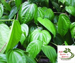 Betel Farm-fresh Leaves | 100% Naturally Grown | Grown in Florida | Healthy Living - Etsy