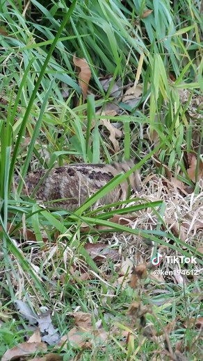 ヤマシギの観察：石神井川での発見