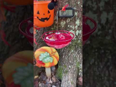 Hummingbirds at the Homestead - Ruby-throated Hummingbird Feeder Cam Stream 09/28/2025