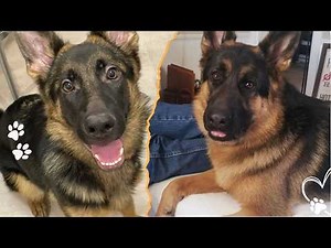 These 4 Health Problems Affect Most German Shepherds