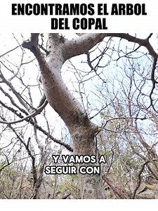El arbol del copal en Jalisco | El Asadero Del Negro