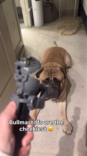 Big Meech on Instagram: "The attitude is something else 😆😤 #explore #explorepage✨ #bullmastiff #cheeky #viralreels"